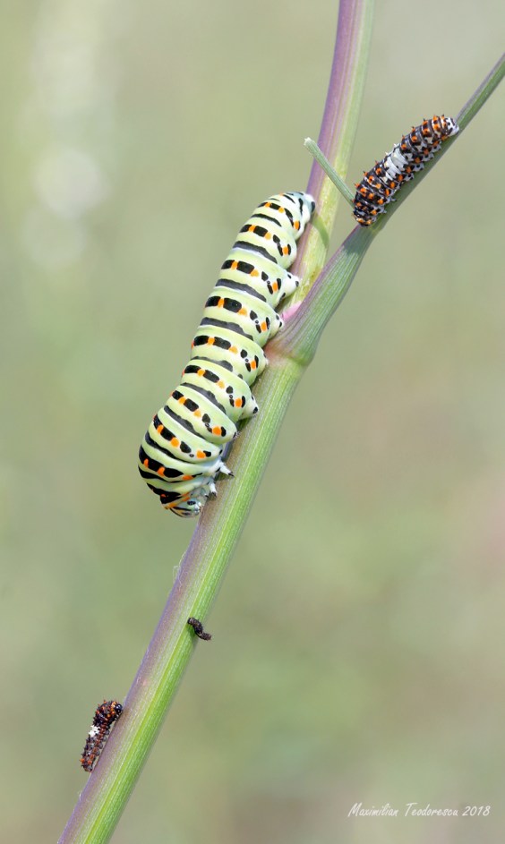 machaon1.jpg