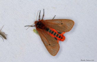 phragmatobia fuliginosa.jpg