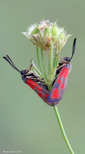 zygaena1.jpg