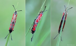 zygaena2.jpg
