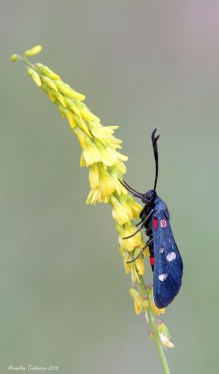 zygaena3.jpg