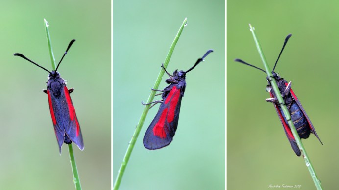 zygaena5.jpg