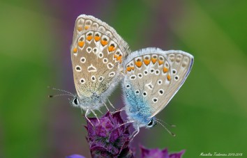 cfetii 30 mai 2015.jpg