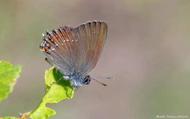cfetii 30 mai 2015b.jpg