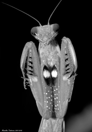 mantis 1.jpg