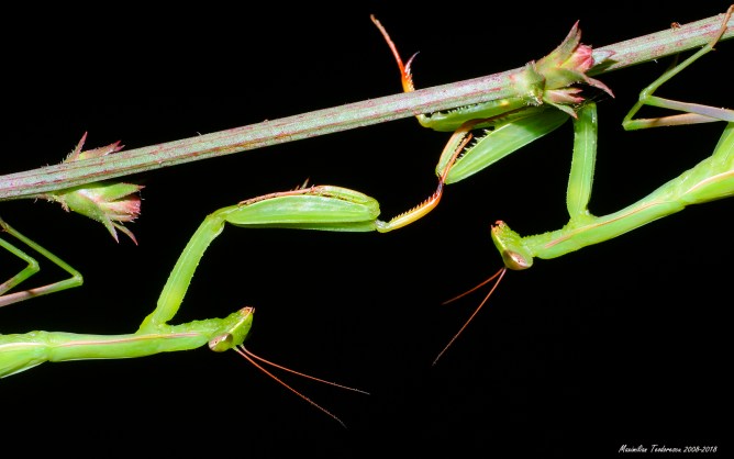 mantis 3.jpg
