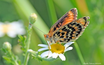 melitaea 2009Mai17.jpg