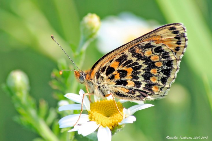 melitaea 2009Mai17b.jpg