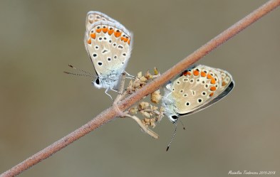 vadu 15 august 2015.jpg