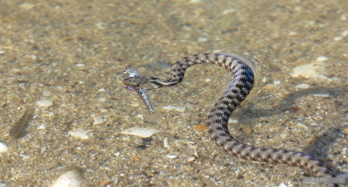 water snake 2.jpg