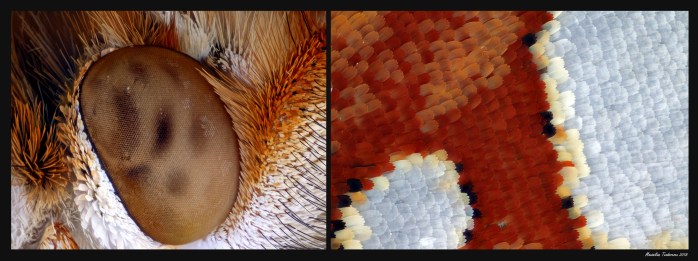 Issorialahonia sequence.jpg