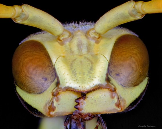 2018-10-09-21.56.21 ZS PMax.jpg