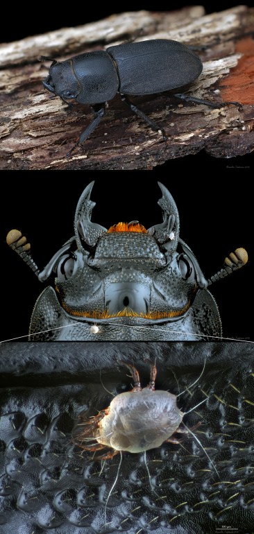 Dorcus mite zoom.jpg