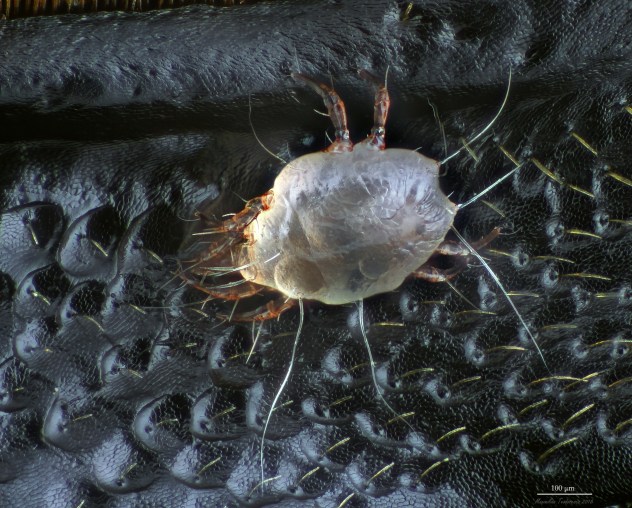 Dorcus mite.jpg