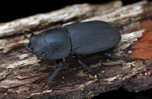 Dorcus p 1.jpg