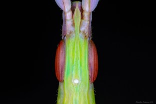 Acrida hungarica.jpg