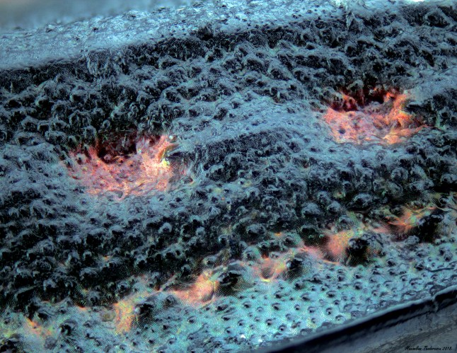 carabus cla wing detail.jpg