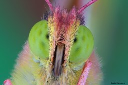 Colias head1.jpg