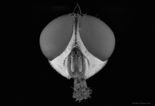 fly head bw.jpg
