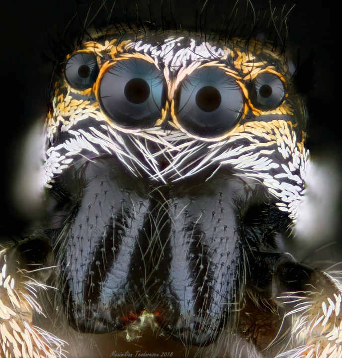jumping spider.jpg