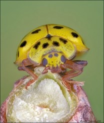 ladybird.jpg