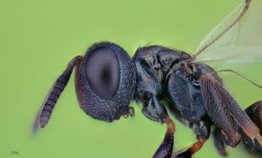 small wasp.jpg