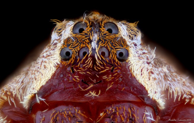 WolfSpiderEyes.jpg
