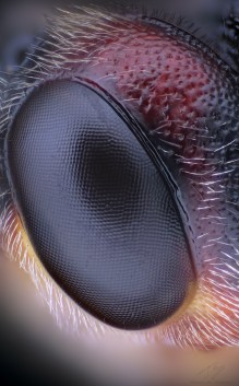 Agrypon polyxena eye.jpg