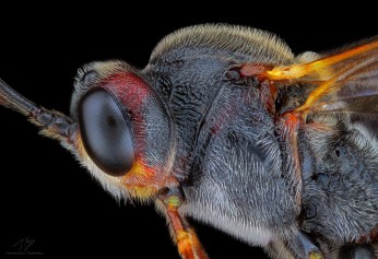 Agrypon polyxena.jpg