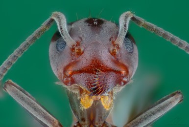 Ant head febr1.jpg