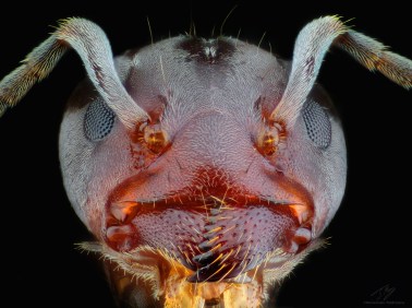 Ant head febr2.jpg