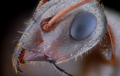 Ant head march 1.jpg