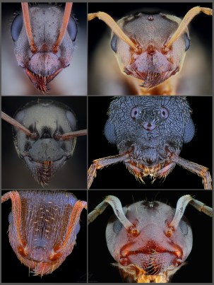 ANTS.jpg