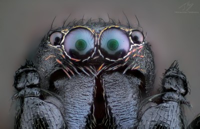 AntSpider.jpg