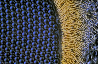 Batocera gigas eye 10x.jpg