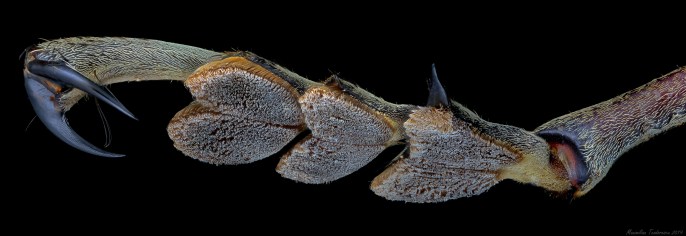 Batocera gigas leg.jpg