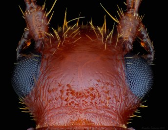 Brachinus.jpg