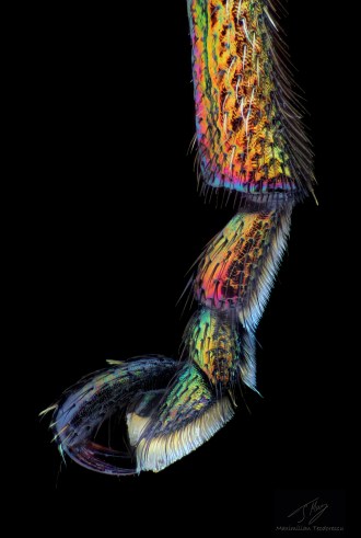 Byctiscus betulae leg.jpg