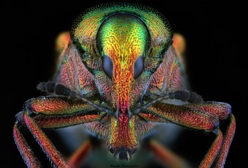 Byctiscus betulae.jpg