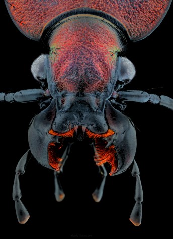Carabus cancellatus.jpg