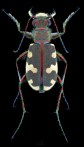 Cicindela hybrida small.jpg