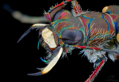 cicindela hybrida2.jpg