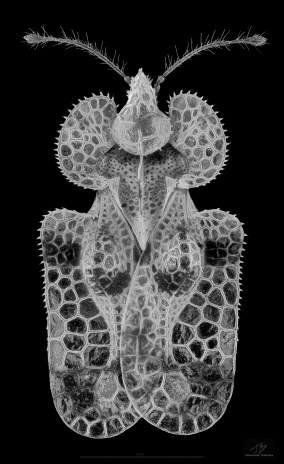 Corythucha arcuata 10x mono.jpg