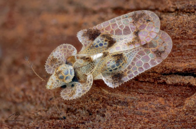 Corythucha arcuata.jpg