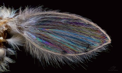 Drain fly wing.jpg