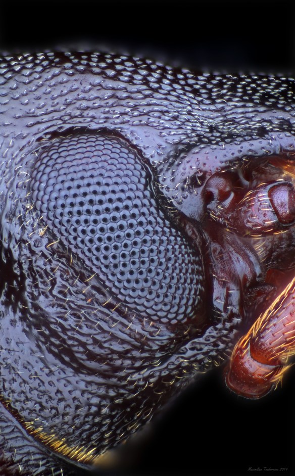 Eyeofsmallcoleoptera.jpg