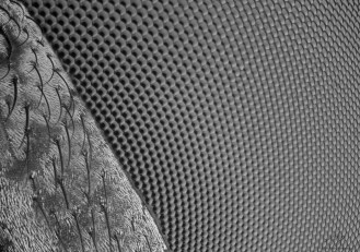 fly eye 5.jpg