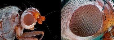 fly eye.jpg