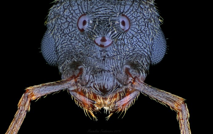 Flying ant jan04.jpg