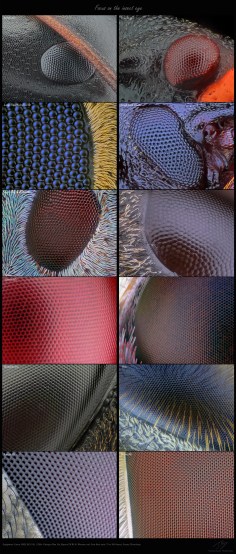 FocusOnTheInsectEye.jpg